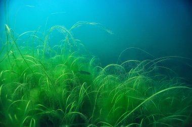 Bataklık sualtı manzara soyut/batık ağaçlar ve net suda yosun, ekoloji sualtı dünyası