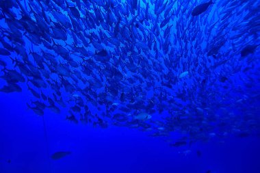 su Okyanusu altında/peyzaj sualtı dünyası, sahne mavi Idyll doğa