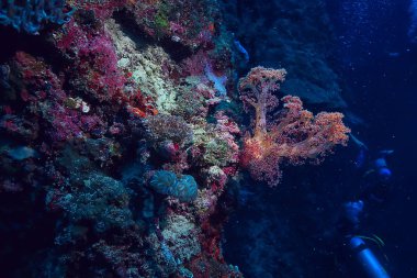 mercan resif sualtı/Lagünü ile mercanlar, sualtı peyzaj, şnorkelli yüzme gezisi