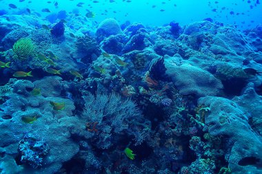 mercan resifi sualtı/deniz mercan Lagünü, okyanus ekosistemi