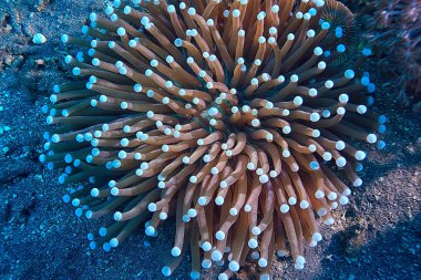 mercan resifi makro/doku, soyut deniz ekosistemi arka plan üzerinde bir mercan resifi