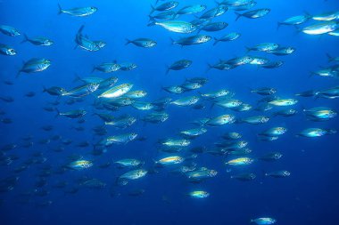 su/deniz ekosistemi altında scad söve, mavi bir arka planda balık büyük okul, canlı soyut balık