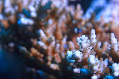 mercan resifi makro/doku, soyut deniz ekosistemi arka plan üzerinde bir mercan resifi