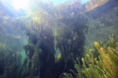 mangroves sualtı peyzaj arka plan/soyut çalılar ve ağaçlar su, şeffaf su doğa Eko