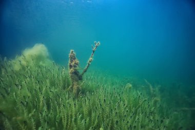 ekoloji ekolojik felaket manzara nehir sualtı