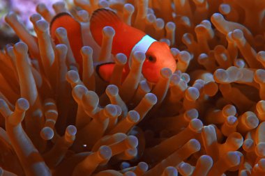 mercan resifi makro/doku, soyut deniz ekosistemi arka plan üzerinde bir mercan resifi