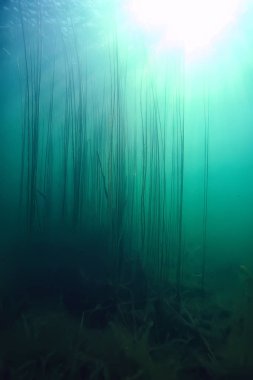 arka plan dalış doğa ekosistem Eko su sualtı taze