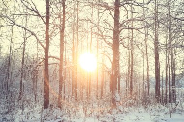 Kış ormanında günbatımı/Park, kar ormanı ve güneş, kış dinlenme Şubat günbatımı