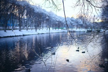 wintering birds / bird flock, winter lake, wild birds on winter lake, seasonal, migratory ducks
