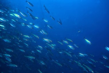 su/deniz ekosistemi altında scad söve, mavi bir arka planda balık büyük okul, canlı soyut balık