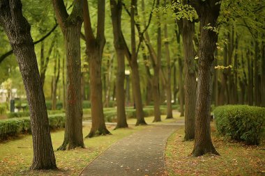 yol sonbahar Parkı/sonbahar peyzaj, sarı Park sonbahar ağaçları ve yaprakları, şehir parkında güzel bir güneşli gün. Sonbahar