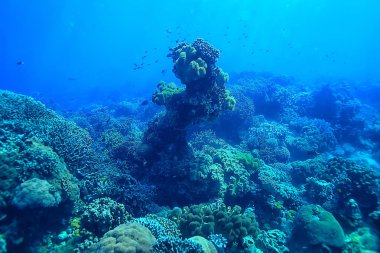 su içine dalış/deniz sahnesi, okyanusta dinlenme, su altında yaban hayatı