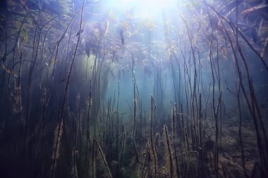 doğa ekoloji göl sualtı yeşil, vahşi dalış