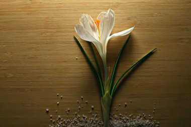 Beyaz Crocus bahar çiçek, bahar soyut arka plan, doğa kavramı