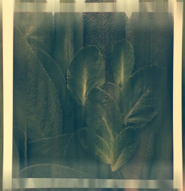 arka plan yaprakları/yeşillik bahar soyutlama