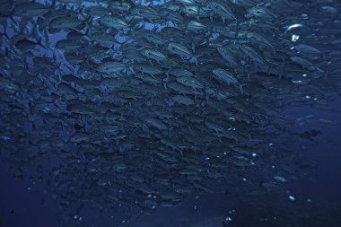 birçok Caranx sualtı/büyük balık Flock, sualtı dünyası, okyanus ekolojik sistemi