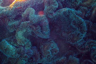 mercan resifi makro/doku, soyut deniz ekosistemi arka plan üzerinde bir mercan resifi