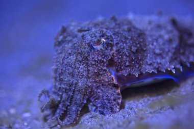 mürekkepbalığı sualtı/sualtı dünyası, Pasifik Okyanusu 'nda deniz yaşamı yaban hayatı hayvan dalış