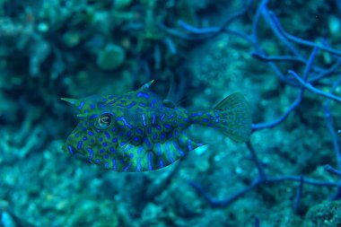 deniz ekosistemi sualtı görünümü/denizdeki mavi okyanus vahşi doğa, soyut arka plan