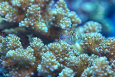 mercan resifi makro/doku, soyut deniz ekosistemi arka plan üzerinde bir mercan resifi