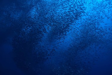 su/deniz ekosistemi altında scad söve, mavi bir arka planda balık büyük okul, canlı soyut balık