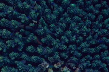 mercan resifi makro/doku, soyut deniz ekosistemi arka plan üzerinde bir mercan resifi