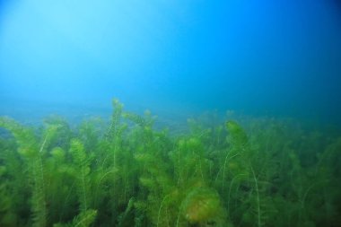 Doğa Göl manzara mavi çevre su sualtı şeffaf