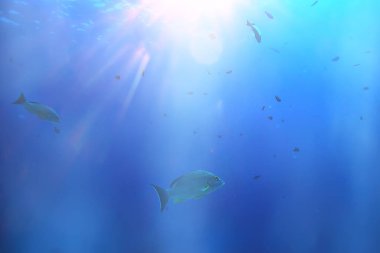 Güneş ışınları Scuba resif/mavi deniz, soyut arka plan, güneşli gün, su ışınları