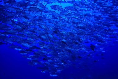birçok Caranx sualtı/büyük balık Flock, sualtı dünyası, okyanus ekolojik sistemi