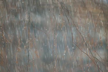 yağmur bir şehir parkında yağmurlu bir günde sonbahar manzara/sarı ağaçlar