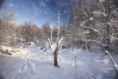 kış manzara orman/karlı havalarda Ocak, karlı ormanda güzel manzara, kuzeye bir gezi