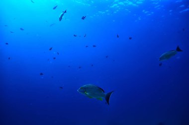 su altında denizde küçük balık çok/balık kolonisi, balıkçılık, okyanus yaban hayatı sahnesi
