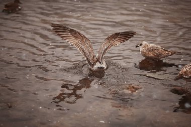 wintering birds / bird flock, winter lake, wild birds on winter lake, seasonal, migratory ducks