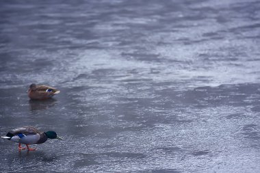 wintering birds / bird flock, winter lake, wild birds on winter lake, seasonal, migratory ducks