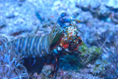 bir mercan resifi üzerinde karides Mantis sualtı/sualtı sahnesi, tropikal deniz, alışılmadık yaratık, makro