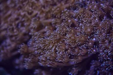 mercan resifi sualtı/deniz mercan Lagünü, okyanus ekosistemi