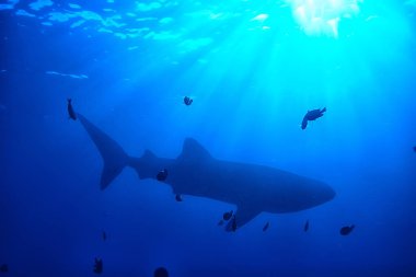 Balina köpekbalığı sahne manzara/soyut sualtı büyük deniz balığı, macera, Dalış, şnorkelli yüzme