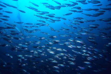 su altında denizde küçük balık çok/balık kolonisi, balıkçılık, okyanus yaban hayatı sahnesi