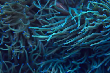 mercan resifi makro/doku, soyut deniz ekosistemi arka plan üzerinde bir mercan resifi