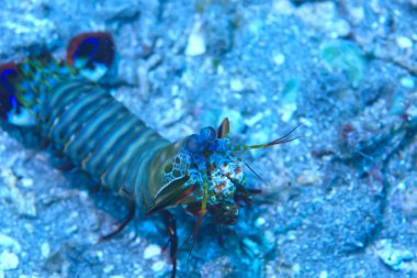 bir mercan resifi üzerinde karides Mantis sualtı/sualtı sahnesi, tropikal deniz, alışılmadık yaratık, makro