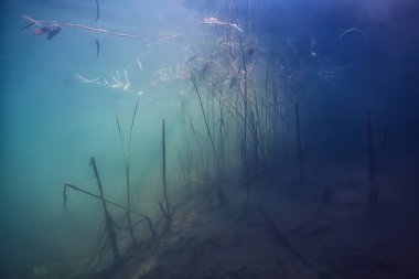 arka plan dalış doğa ekosistem Eko su sualtı taze