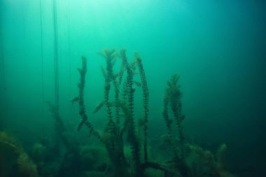 ekoloji ekolojik felaket manzara nehir sualtı