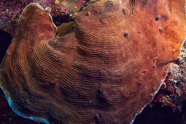 mercan resifi makro/doku, soyut deniz ekosistemi arka plan üzerinde bir mercan resifi