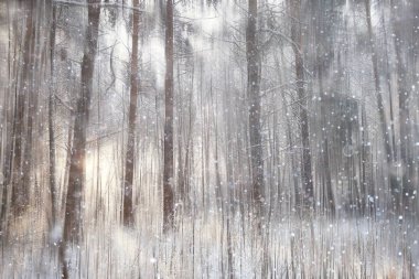 Orman kar bulanık arka plan/kış manzara kar kaplı orman, ağaçlar ve dalları kış havalarda