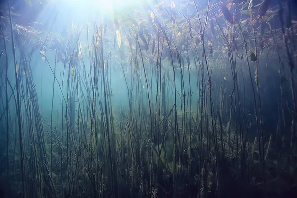 Ekosystemu Jezioro Natura Nurkowanie Podwodne Podwodne Streszczenie Tło Tło Woda — Zdjęcie stockowe