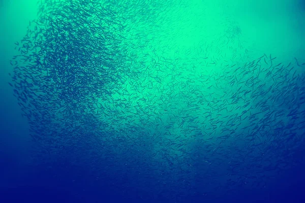 Coral Reef Vintage Toning Ongewoon Landschap Onderwaterleven Oceaan Natuur — Stockfoto