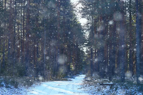 Kış Manzara Orman Karlı Havalarda Ocak Karlı Ormanda Güzel Manzara — Stok fotoğraf