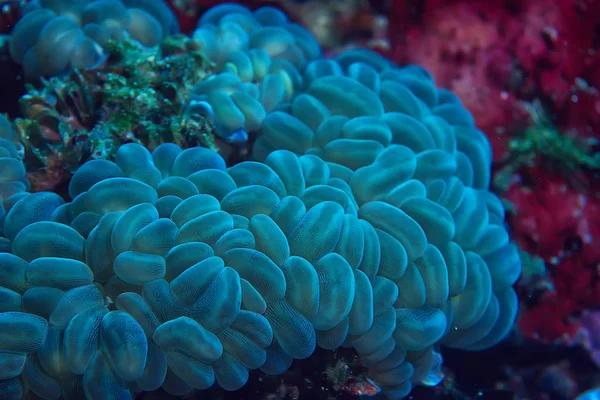 Corail Reef Macro Texture Fond Abstrait Écosystème Marin Sur Récif — Photo