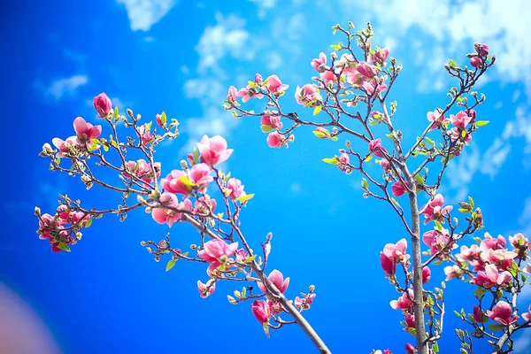 Magnólia Flor Primavera Jardim Flores Bonitas Primavera Fundo Flores Rosa — Fotografia de Stock