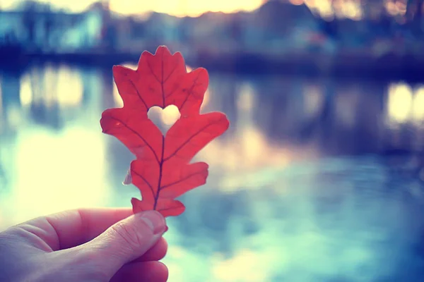 秋天的心在橡木黄叶 心的象征在秋天装饰 概念秋天爱 走在公园里 — 图库照片